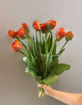 11 оранжевых пионовидных тюльпанов